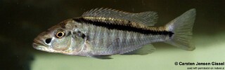 champsochromis-spilorhynchus-mazinzi-reef